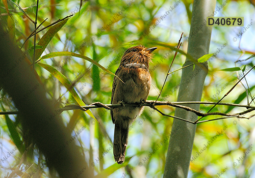 Crescent-chested Puffbird (Malacoptila striata)